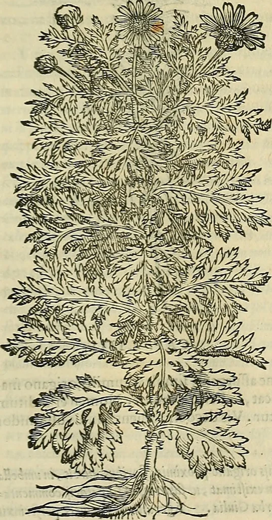 An illustration from Petri Andreae Matthioli Senensis serenissimi Principis Ferdinandi Archiducis Austriae & c., Medici, Commentarii secundo aucti : in libros sex Pedacii Dioscoridis Anazarbei de medica materia. Adiectis quàm plurimis plantarum, & animalium imaginibus quae in priore editione non habentur, eodem authore : his accessit eiusdem apologia adversus Amathum Lusitanum cum censura in eiusdem enarrationes, 1558, leaf 624