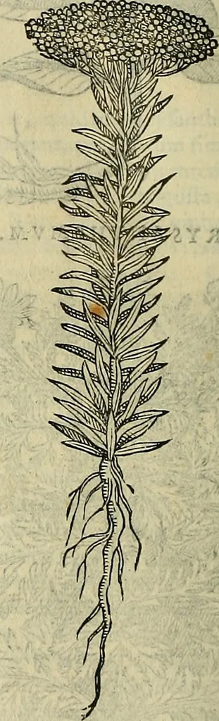 An illustration from Petri Andreae Matthioli Senensis serenissimi Principis Ferdinandi Archiducis Austriae & c., Medici, Commentarii secundo aucti : in libros sex Pedacii Dioscoridis Anazarbei de medica materia. Adiectis quàm plurimis plantarum, & animalium imaginibus quae in priore editione non habentur, eodem authore : his accessit eiusdem apologia adversus Amathum Lusitanum cum censura in eiusdem enarrationes, 1558, leaf 625