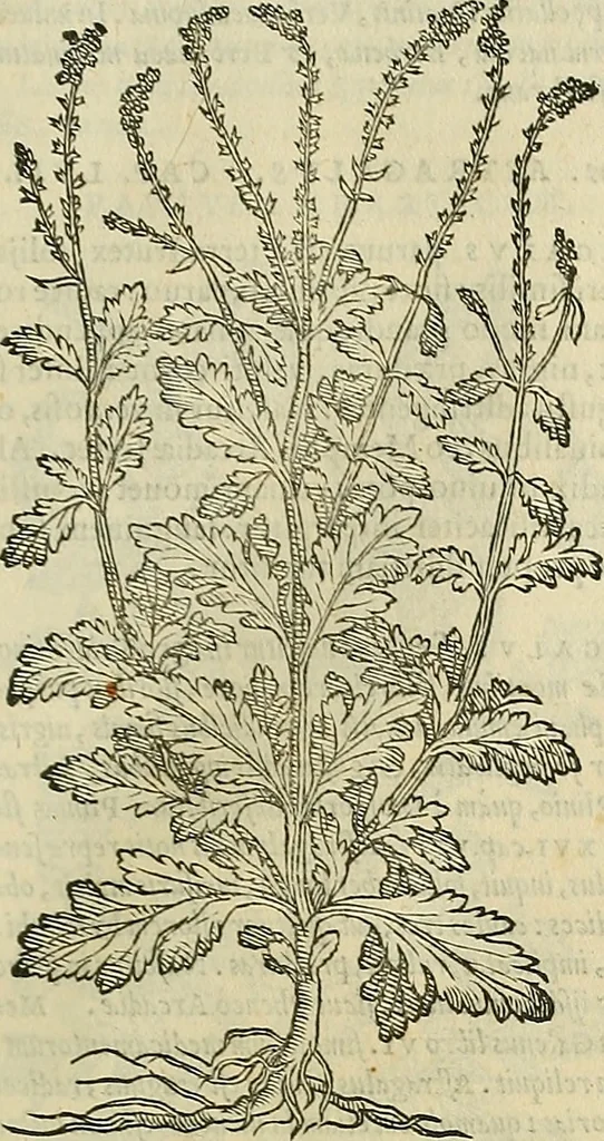 An illustration from Petri Andreae Matthioli Senensis serenissimi Principis Ferdinandi Archiducis Austriae & c., Medici, Commentarii secundo aucti : in libros sex Pedacii Dioscoridis Anazarbei de medica materia. Adiectis quàm plurimis plantarum, & animalium imaginibus quae in priore editione non habentur, eodem authore : his accessit eiusdem apologia adversus Amathum Lusitanum cum censura in eiusdem enarrationes, 1558, leaf 626