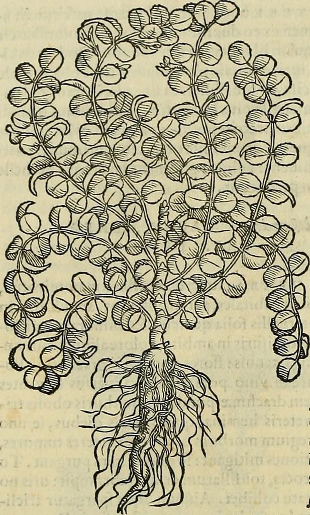 An illustration from Petri Andreae Matthioli Senensis serenissimi Principis Ferdinandi Archiducis Austriae & c., Medici, Commentarii secundo aucti : in libros sex Pedacii Dioscoridis Anazarbei de medica materia. Adiectis quàm plurimis plantarum, & animalium imaginibus quae in priore editione non habentur, eodem authore : his accessit eiusdem apologia adversus Amathum Lusitanum cum censura in eiusdem enarrationes, 1558, leaf 627