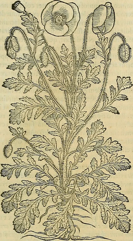 An illustration from Petri Andreae Matthioli Senensis serenissimi Principis Ferdinandi Archiducis Austriae & c., Medici, Commentarii secundo aucti : in libros sex Pedacii Dioscoridis Anazarbei de medica materia. Adiectis quàm plurimis plantarum, & animalium imaginibus quae in priore editione non habentur, eodem authore : his accessit eiusdem apologia adversus Amathum Lusitanum cum censura in eiusdem enarrationes, 1558, leaf 628