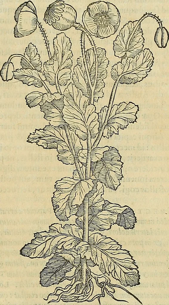 An illustration from Petri Andreae Matthioli Senensis serenissimi Principis Ferdinandi Archiducis Austriae & c., Medici, Commentarii secundo aucti : in libros sex Pedacii Dioscoridis Anazarbei de medica materia. Adiectis quàm plurimis plantarum, & animalium imaginibus quae in priore editione non habentur, eodem authore : his accessit eiusdem apologia adversus Amathum Lusitanum cum censura in eiusdem enarrationes, 1558, leaf 628