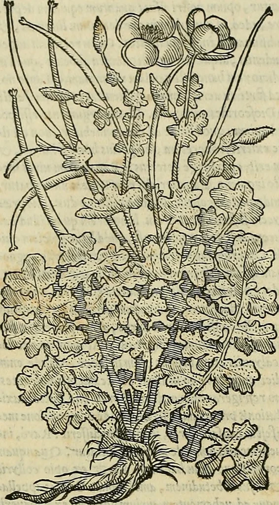 An illustration from Petri Andreae Matthioli Senensis serenissimi Principis Ferdinandi Archiducis Austriae & c., Medici, Commentarii secundo aucti : in libros sex Pedacii Dioscoridis Anazarbei de medica materia. Adiectis quàm plurimis plantarum, & animalium imaginibus quae in priore editione non habentur, eodem authore : his accessit eiusdem apologia adversus Amathum Lusitanum cum censura in eiusdem enarrationes, 1558, leaf 631