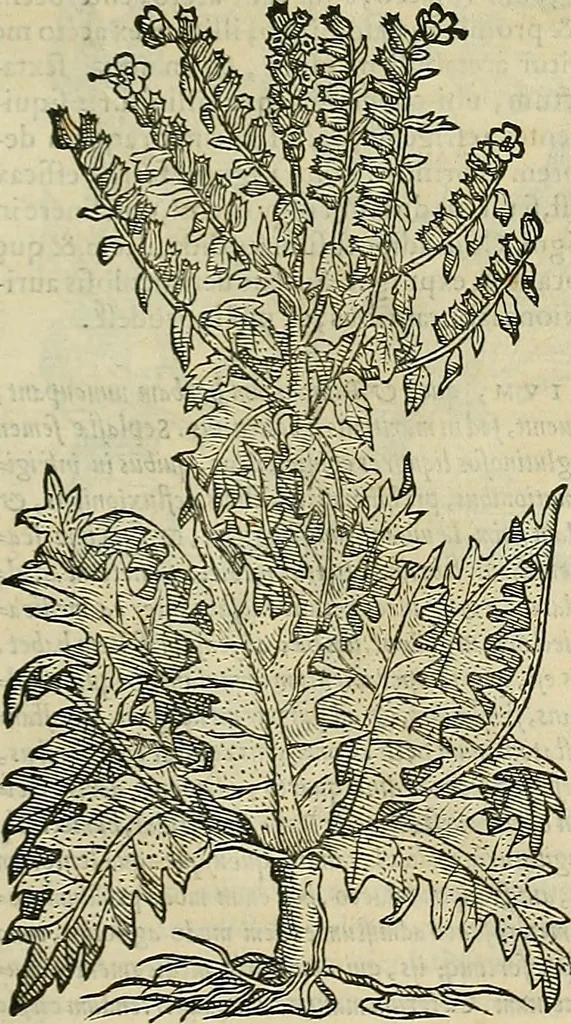 An illustration from Petri Andreae Matthioli Senensis serenissimi Principis Ferdinandi Archiducis Austriae & c., Medici, Commentarii secundo aucti : in libros sex Pedacii Dioscoridis Anazarbei de medica materia. Adiectis quàm plurimis plantarum, & animalium imaginibus quae in priore editione non habentur, eodem authore : his accessit eiusdem apologia adversus Amathum Lusitanum cum censura in eiusdem enarrationes, 1558, leaf 632