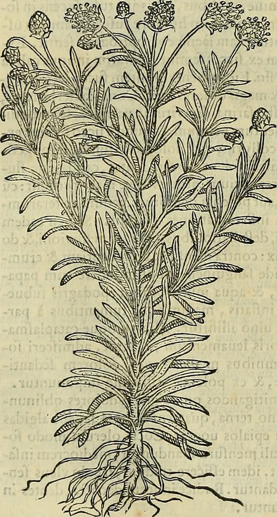 An illustration from Petri Andreae Matthioli Senensis serenissimi Principis Ferdinandi Archiducis Austriae & c., Medici, Commentarii secundo aucti : in libros sex Pedacii Dioscoridis Anazarbei de medica materia. Adiectis quàm plurimis plantarum, & animalium imaginibus quae in priore editione non habentur, eodem authore : his accessit eiusdem apologia adversus Amathum Lusitanum cum censura in eiusdem enarrationes, 1558, leaf 633