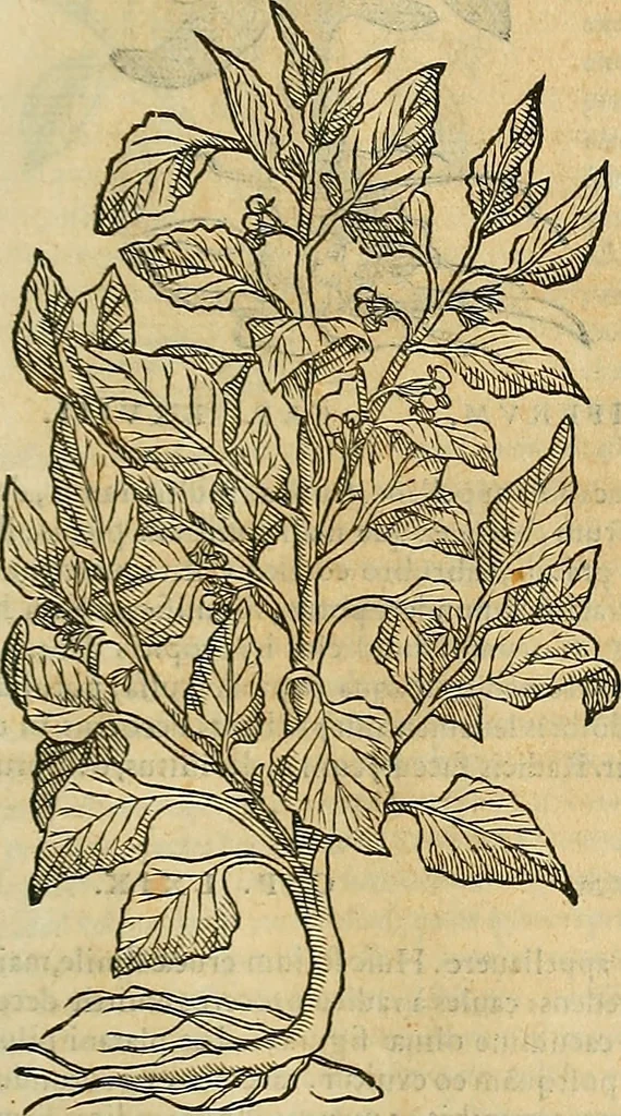 An illustration from Petri Andreae Matthioli Senensis serenissimi Principis Ferdinandi Archiducis Austriae & c., Medici, Commentarii secundo aucti : in libros sex Pedacii Dioscoridis Anazarbei de medica materia. Adiectis quàm plurimis plantarum, & animalium imaginibus quae in priore editione non habentur, eodem authore : his accessit eiusdem apologia adversus Amathum Lusitanum cum censura in eiusdem enarrationes, 1558, leaf 634