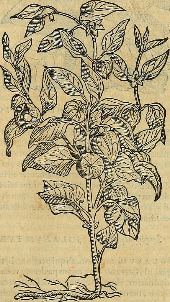 An illustration from Petri Andreae Matthioli Senensis serenissimi Principis Ferdinandi Archiducis Austriae & c., Medici, Commentarii secundo aucti : in libros sex Pedacii Dioscoridis Anazarbei de medica materia. Adiectis quàm plurimis plantarum, & animalium imaginibus quae in priore editione non habentur, eodem authore : his accessit eiusdem apologia adversus Amathum Lusitanum cum censura in eiusdem enarrationes, 1558, leaf 634