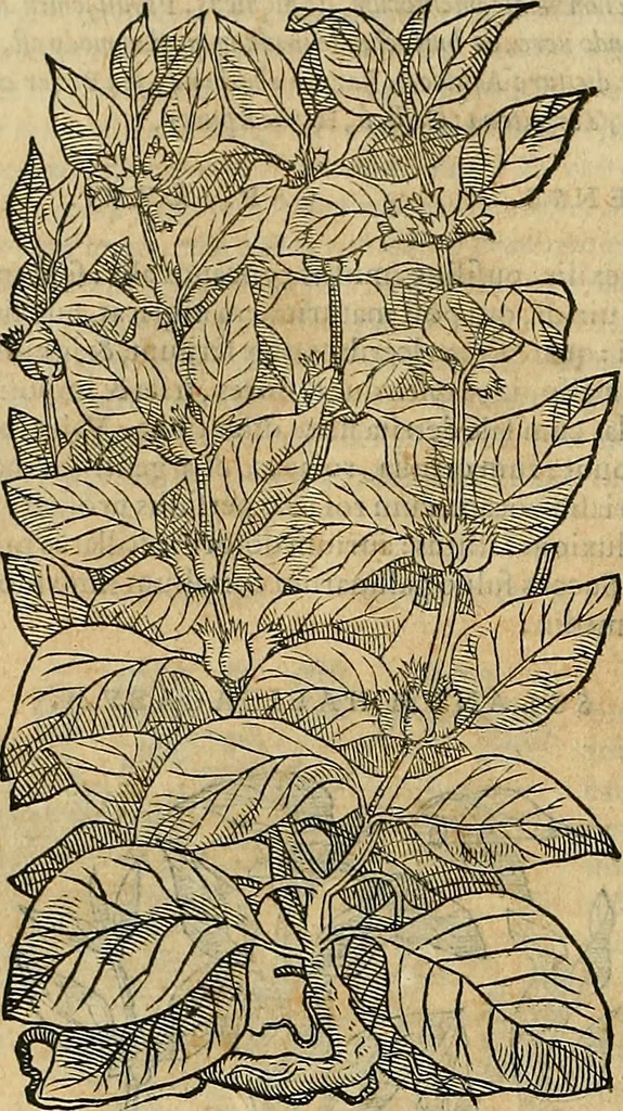 An illustration from Petri Andreae Matthioli Senensis serenissimi Principis Ferdinandi Archiducis Austriae & c., Medici, Commentarii secundo aucti : in libros sex Pedacii Dioscoridis Anazarbei de medica materia. Adiectis quàm plurimis plantarum, & animalium imaginibus quae in priore editione non habentur, eodem authore : his accessit eiusdem apologia adversus Amathum Lusitanum cum censura in eiusdem enarrationes, 1558, leaf 635