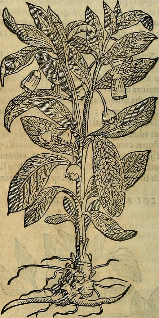 An illustration from Petri Andreae Matthioli Senensis serenissimi Principis Ferdinandi Archiducis Austriae & c., Medici, Commentarii secundo aucti : in libros sex Pedacii Dioscoridis Anazarbei de medica materia. Adiectis quàm plurimis plantarum, & animalium imaginibus quae in priore editione non habentur, eodem authore : his accessit eiusdem apologia adversus Amathum Lusitanum cum censura in eiusdem enarrationes, 1558, leaf 635