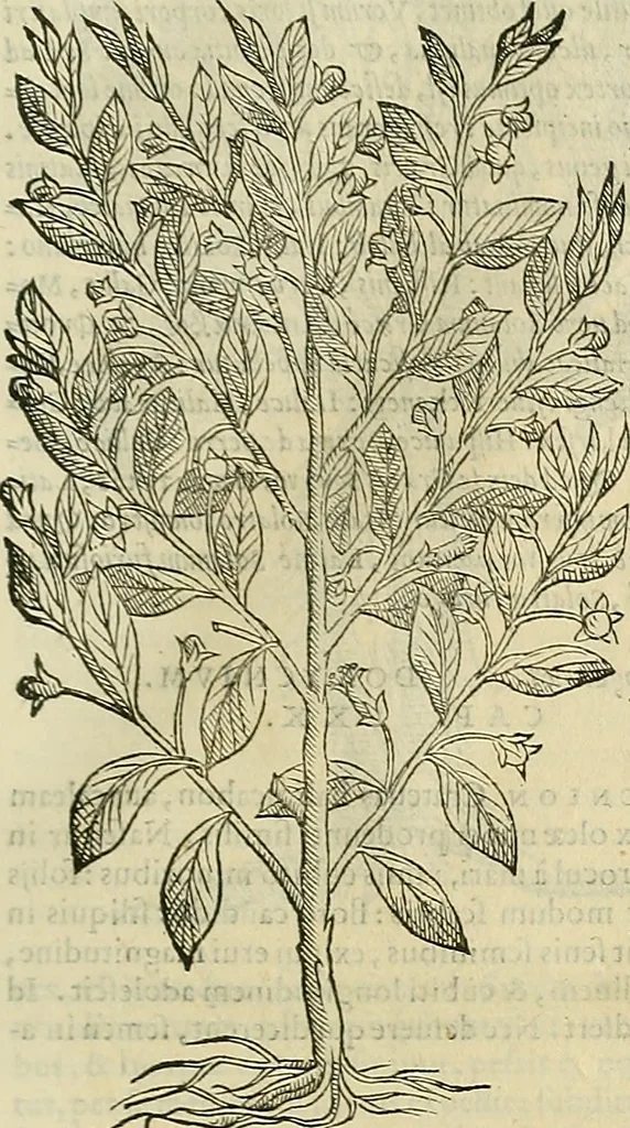 An illustration from Petri Andreae Matthioli Senensis serenissimi Principis Ferdinandi Archiducis Austriae & c., Medici, Commentarii secundo aucti : in libros sex Pedacii Dioscoridis Anazarbei de medica materia. Adiectis quàm plurimis plantarum, & animalium imaginibus quae in priore editione non habentur, eodem authore : his accessit eiusdem apologia adversus Amathum Lusitanum cum censura in eiusdem enarrationes, 1558, leaf 636