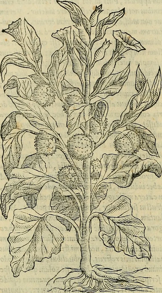 An illustration from Petri Andreae Matthioli Senensis serenissimi Principis Ferdinandi Archiducis Austriae & c., Medici, Commentarii secundo aucti : in libros sex Pedacii Dioscoridis Anazarbei de medica materia. Adiectis quàm plurimis plantarum, & animalium imaginibus quae in priore editione non habentur, eodem authore : his accessit eiusdem apologia adversus Amathum Lusitanum cum censura in eiusdem enarrationes, 1558, leaf 637