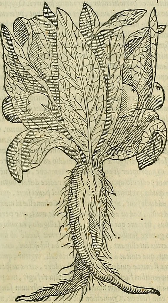 An illustration from Petri Andreae Matthioli Senensis serenissimi Principis Ferdinandi Archiducis Austriae & c., Medici, Commentarii secundo aucti : in libros sex Pedacii Dioscoridis Anazarbei de medica materia. Adiectis quàm plurimis plantarum, & animalium imaginibus quae in priore editione non habentur, eodem authore : his accessit eiusdem apologia adversus Amathum Lusitanum cum censura in eiusdem enarrationes, 1558, leaf 638
