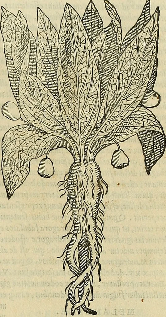 An illustration from Petri Andreae Matthioli Senensis serenissimi Principis Ferdinandi Archiducis Austriae & c., Medici, Commentarii secundo aucti : in libros sex Pedacii Dioscoridis Anazarbei de medica materia. Adiectis quàm plurimis plantarum, & animalium imaginibus quae in priore editione non habentur, eodem authore : his accessit eiusdem apologia adversus Amathum Lusitanum cum censura in eiusdem enarrationes, 1558, leaf 638