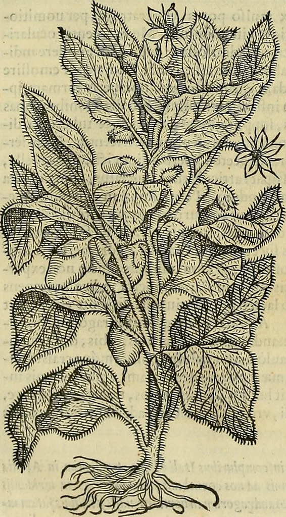 An illustration from Petri Andreae Matthioli Senensis serenissimi Principis Ferdinandi Archiducis Austriae & c., Medici, Commentarii secundo aucti : in libros sex Pedacii Dioscoridis Anazarbei de medica materia. Adiectis quàm plurimis plantarum, & animalium imaginibus quae in priore editione non habentur, eodem authore : his accessit eiusdem apologia adversus Amathum Lusitanum cum censura in eiusdem enarrationes, 1558, leaf 639