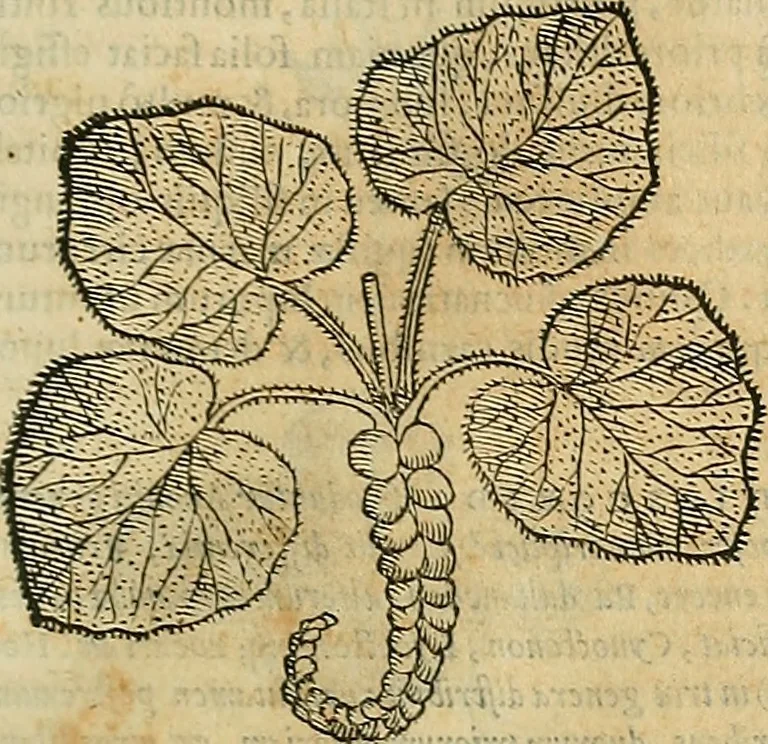 An illustration from Petri Andreae Matthioli Senensis serenissimi Principis Ferdinandi Archiducis Austriae & c., Medici, Commentarii secundo aucti : in libros sex Pedacii Dioscoridis Anazarbei de medica materia. Adiectis quàm plurimis plantarum, & animalium imaginibus quae in priore editione non habentur, eodem authore : his accessit eiusdem apologia adversus Amathum Lusitanum cum censura in eiusdem enarrationes, 1558, leaf 640