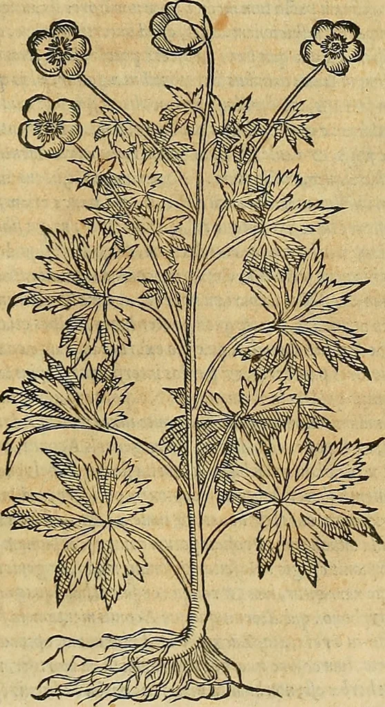 An illustration from Petri Andreae Matthioli Senensis serenissimi Principis Ferdinandi Archiducis Austriae & c., Medici, Commentarii secundo aucti : in libros sex Pedacii Dioscoridis Anazarbei de medica materia. Adiectis quàm plurimis plantarum, & animalium imaginibus quae in priore editione non habentur, eodem authore : his accessit eiusdem apologia adversus Amathum Lusitanum cum censura in eiusdem enarrationes, 1558, leaf 640
