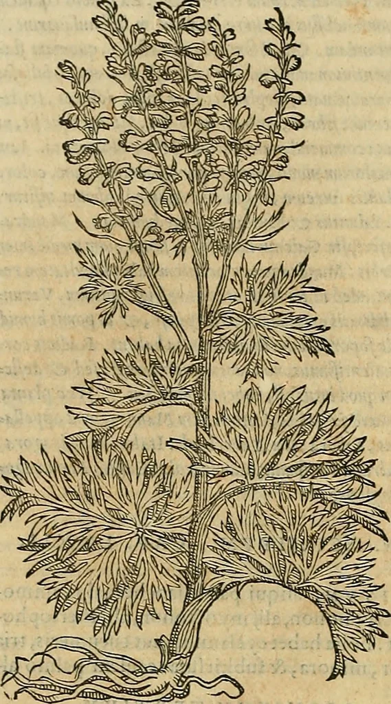 An illustration from Petri Andreae Matthioli Senensis serenissimi Principis Ferdinandi Archiducis Austriae & c., Medici, Commentarii secundo aucti : in libros sex Pedacii Dioscoridis Anazarbei de medica materia. Adiectis quàm plurimis plantarum, & animalium imaginibus quae in priore editione non habentur, eodem authore : his accessit eiusdem apologia adversus Amathum Lusitanum cum censura in eiusdem enarrationes, 1558, leaf 641
