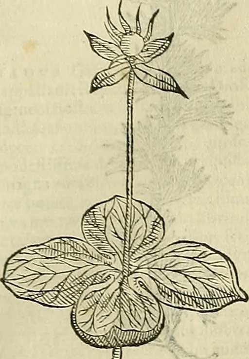 An illustration from Petri Andreae Matthioli Senensis serenissimi Principis Ferdinandi Archiducis Austriae & c., Medici, Commentarii secundo aucti : in libros sex Pedacii Dioscoridis Anazarbei de medica materia. Adiectis quàm plurimis plantarum, & animalium imaginibus quae in priore editione non habentur, eodem authore : his accessit eiusdem apologia adversus Amathum Lusitanum cum censura in eiusdem enarrationes, 1558, leaf 642