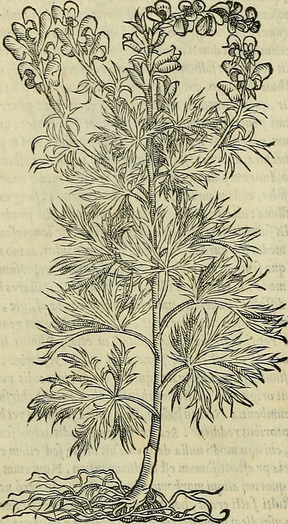 An illustration from Petri Andreae Matthioli Senensis serenissimi Principis Ferdinandi Archiducis Austriae & c., Medici, Commentarii secundo aucti : in libros sex Pedacii Dioscoridis Anazarbei de medica materia. Adiectis quàm plurimis plantarum, & animalium imaginibus quae in priore editione non habentur, eodem authore : his accessit eiusdem apologia adversus Amathum Lusitanum cum censura in eiusdem enarrationes, 1558, leaf 643