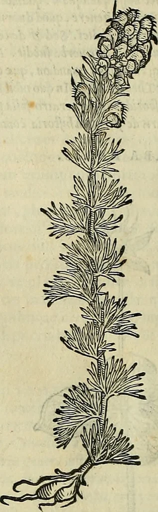 An illustration from Petri Andreae Matthioli Senensis serenissimi Principis Ferdinandi Archiducis Austriae & c., Medici, Commentarii secundo aucti : in libros sex Pedacii Dioscoridis Anazarbei de medica materia. Adiectis quàm plurimis plantarum, & animalium imaginibus quae in priore editione non habentur, eodem authore : his accessit eiusdem apologia adversus Amathum Lusitanum cum censura in eiusdem enarrationes, 1558, leaf 643
