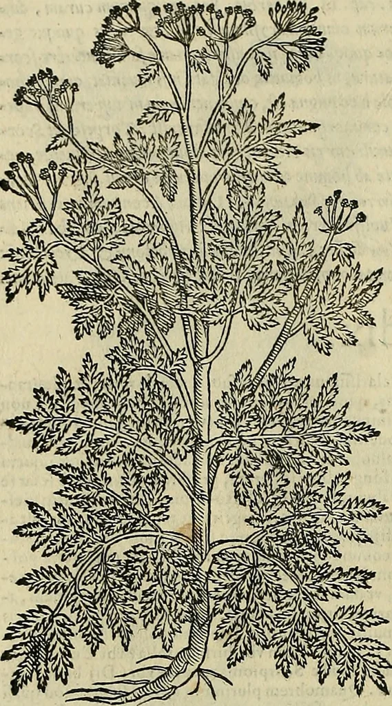 An illustration from Petri Andreae Matthioli Senensis serenissimi Principis Ferdinandi Archiducis Austriae & c., Medici, Commentarii secundo aucti : in libros sex Pedacii Dioscoridis Anazarbei de medica materia. Adiectis quàm plurimis plantarum, & animalium imaginibus quae in priore editione non habentur, eodem authore : his accessit eiusdem apologia adversus Amathum Lusitanum cum censura in eiusdem enarrationes, 1558, leaf 645