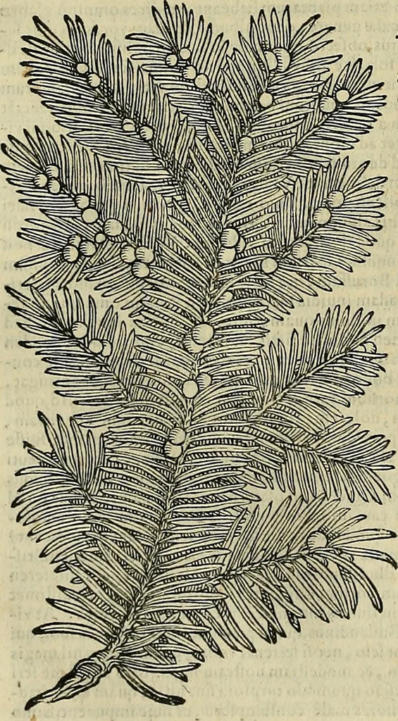 An illustration from Petri Andreae Matthioli Senensis serenissimi Principis Ferdinandi Archiducis Austriae & c., Medici, Commentarii secundo aucti : in libros sex Pedacii Dioscoridis Anazarbei de medica materia. Adiectis quàm plurimis plantarum, & animalium imaginibus quae in priore editione non habentur, eodem authore : his accessit eiusdem apologia adversus Amathum Lusitanum cum censura in eiusdem enarrationes, 1558, leaf 645