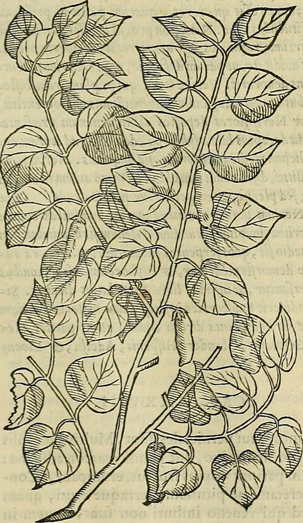 An illustration from Petri Andreae Matthioli Senensis serenissimi Principis Ferdinandi Archiducis Austriae & c., Medici, Commentarii secundo aucti : in libros sex Pedacii Dioscoridis Anazarbei de medica materia. Adiectis quàm plurimis plantarum, & animalium imaginibus quae in priore editione non habentur, eodem authore : his accessit eiusdem apologia adversus Amathum Lusitanum cum censura in eiusdem enarrationes, 1558, leaf 646