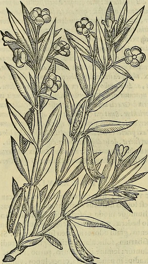 An illustration from Petri Andreae Matthioli Senensis serenissimi Principis Ferdinandi Archiducis Austriae & c., Medici, Commentarii secundo aucti : in libros sex Pedacii Dioscoridis Anazarbei de medica materia. Adiectis quàm plurimis plantarum, & animalium imaginibus quae in priore editione non habentur, eodem authore : his accessit eiusdem apologia adversus Amathum Lusitanum cum censura in eiusdem enarrationes, 1558, leaf 647