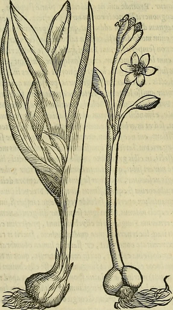 An illustration from Petri Andreae Matthioli Senensis serenissimi Principis Ferdinandi Archiducis Austriae & c., Medici, Commentarii secundo aucti : in libros sex Pedacii Dioscoridis Anazarbei de medica materia. Adiectis quàm plurimis plantarum, & animalium imaginibus quae in priore editione non habentur, eodem authore : his accessit eiusdem apologia adversus Amathum Lusitanum cum censura in eiusdem enarrationes, 1558, leaf 649