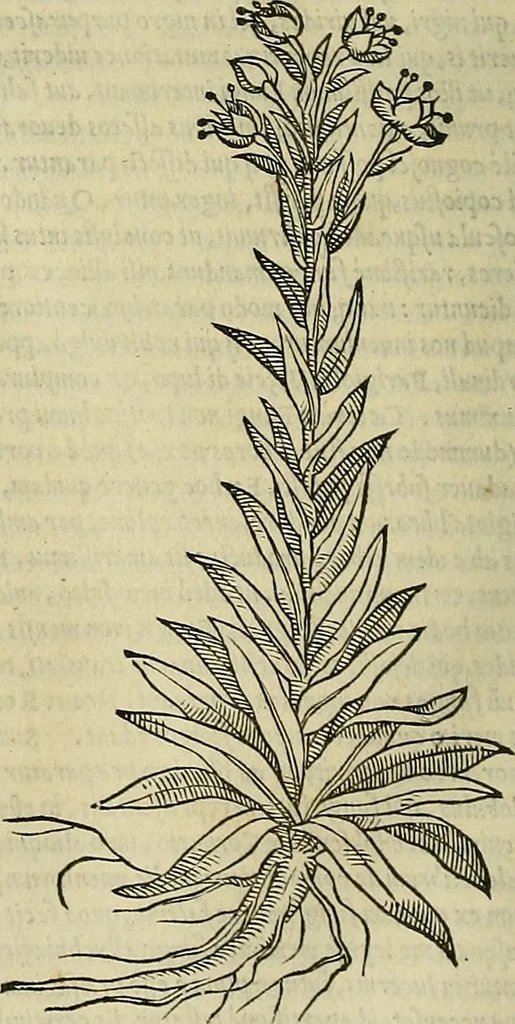 An illustration from Petri Andreae Matthioli Senensis serenissimi Principis Ferdinandi Archiducis Austriae & c., Medici, Commentarii secundo aucti : in libros sex Pedacii Dioscoridis Anazarbei de medica materia. Adiectis quàm plurimis plantarum, & animalium imaginibus quae in priore editione non habentur, eodem authore : his accessit eiusdem apologia adversus Amathum Lusitanum cum censura in eiusdem enarrationes, 1558, leaf 649