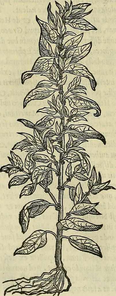 An illustration from Petri Andreae Matthioli Senensis serenissimi Principis Ferdinandi Archiducis Austriae & c., Medici, Commentarii secundo aucti : in libros sex Pedacii Dioscoridis Anazarbei de medica materia. Adiectis quàm plurimis plantarum, & animalium imaginibus quae in priore editione non habentur, eodem authore : his accessit eiusdem apologia adversus Amathum Lusitanum cum censura in eiusdem enarrationes, 1558, leaf 651