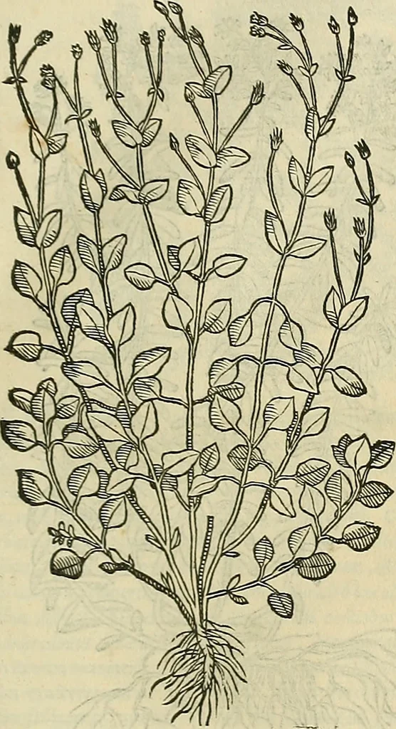 An illustration from Petri Andreae Matthioli Senensis serenissimi Principis Ferdinandi Archiducis Austriae & c., Medici, Commentarii secundo aucti : in libros sex Pedacii Dioscoridis Anazarbei de medica materia. Adiectis quàm plurimis plantarum, & animalium imaginibus quae in priore editione non habentur, eodem authore : his accessit eiusdem apologia adversus Amathum Lusitanum cum censura in eiusdem enarrationes, 1558, leaf 652