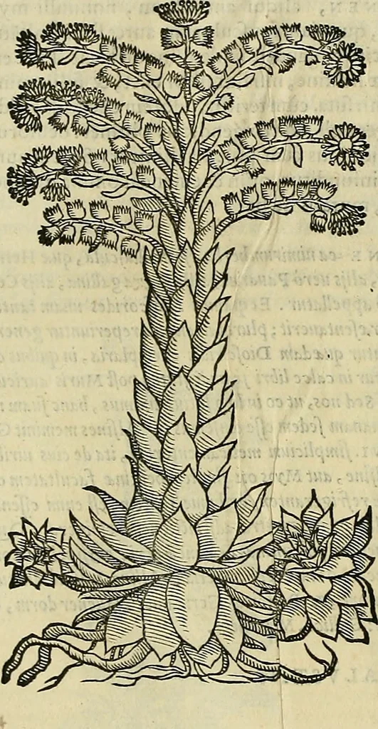 An illustration from Petri Andreae Matthioli Senensis serenissimi Principis Ferdinandi Archiducis Austriae & c., Medici, Commentarii secundo aucti : in libros sex Pedacii Dioscoridis Anazarbei de medica materia. Adiectis quàm plurimis plantarum, & animalium imaginibus quae in priore editione non habentur, eodem authore : his accessit eiusdem apologia adversus Amathum Lusitanum cum censura in eiusdem enarrationes, 1558, leaf 653