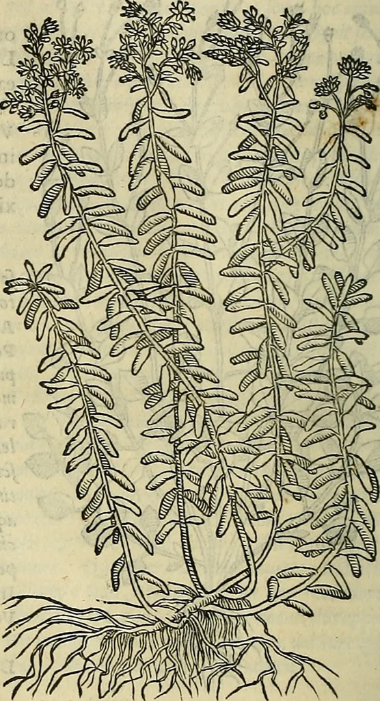 An illustration from Petri Andreae Matthioli Senensis serenissimi Principis Ferdinandi Archiducis Austriae & c., Medici, Commentarii secundo aucti : in libros sex Pedacii Dioscoridis Anazarbei de medica materia. Adiectis quàm plurimis plantarum, & animalium imaginibus quae in priore editione non habentur, eodem authore : his accessit eiusdem apologia adversus Amathum Lusitanum cum censura in eiusdem enarrationes, 1558, leaf 653
