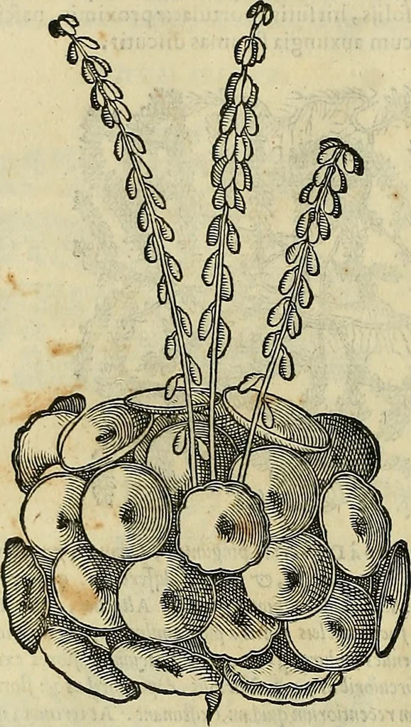 An illustration from Petri Andreae Matthioli Senensis serenissimi Principis Ferdinandi Archiducis Austriae & c., Medici, Commentarii secundo aucti : in libros sex Pedacii Dioscoridis Anazarbei de medica materia. Adiectis quàm plurimis plantarum, & animalium imaginibus quae in priore editione non habentur, eodem authore : his accessit eiusdem apologia adversus Amathum Lusitanum cum censura in eiusdem enarrationes, 1558, leaf 655