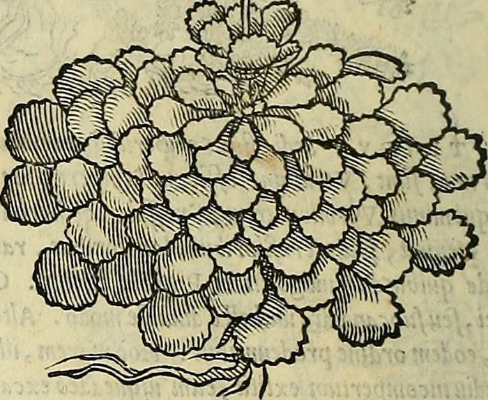 An illustration from Petri Andreae Matthioli Senensis serenissimi Principis Ferdinandi Archiducis Austriae & c., Medici, Commentarii secundo aucti : in libros sex Pedacii Dioscoridis Anazarbei de medica materia. Adiectis quàm plurimis plantarum, & animalium imaginibus quae in priore editione non habentur, eodem authore : his accessit eiusdem apologia adversus Amathum Lusitanum cum censura in eiusdem enarrationes, 1558, leaf 655