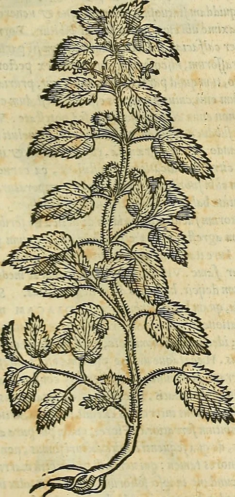 An illustration from Petri Andreae Matthioli Senensis serenissimi Principis Ferdinandi Archiducis Austriae & c., Medici, Commentarii secundo aucti : in libros sex Pedacii Dioscoridis Anazarbei de medica materia. Adiectis quàm plurimis plantarum, & animalium imaginibus quae in priore editione non habentur, eodem authore : his accessit eiusdem apologia adversus Amathum Lusitanum cum censura in eiusdem enarrationes, 1558, leaf 656