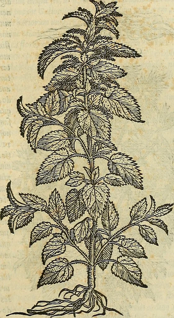 An illustration from Petri Andreae Matthioli Senensis serenissimi Principis Ferdinandi Archiducis Austriae & c., Medici, Commentarii secundo aucti : in libros sex Pedacii Dioscoridis Anazarbei de medica materia. Adiectis quàm plurimis plantarum, & animalium imaginibus quae in priore editione non habentur, eodem authore : his accessit eiusdem apologia adversus Amathum Lusitanum cum censura in eiusdem enarrationes, 1558, leaf 656