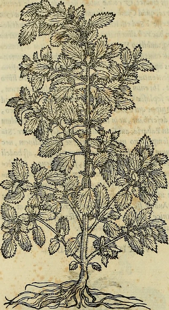 An illustration from Petri Andreae Matthioli Senensis serenissimi Principis Ferdinandi Archiducis Austriae & c., Medici, Commentarii secundo aucti : in libros sex Pedacii Dioscoridis Anazarbei de medica materia. Adiectis quàm plurimis plantarum, & animalium imaginibus quae in priore editione non habentur, eodem authore : his accessit eiusdem apologia adversus Amathum Lusitanum cum censura in eiusdem enarrationes, 1558, leaf 657