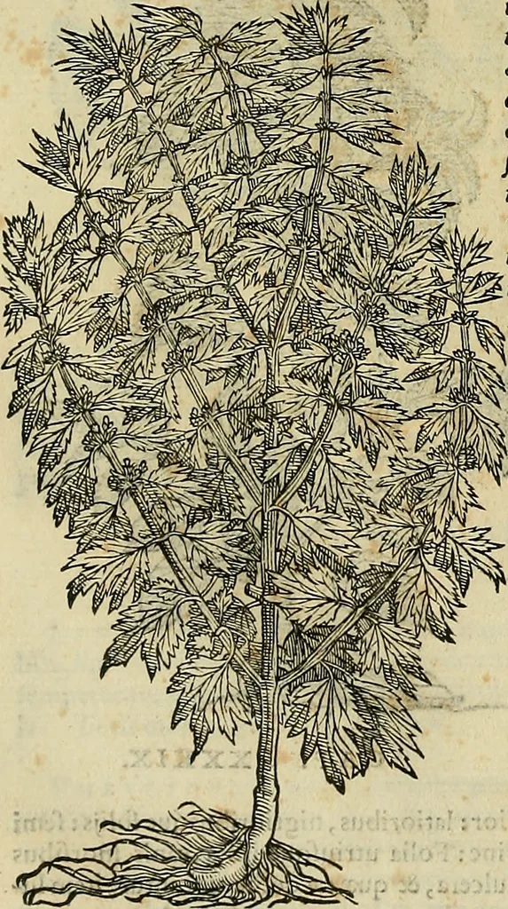 An illustration from Petri Andreae Matthioli Senensis serenissimi Principis Ferdinandi Archiducis Austriae & c., Medici, Commentarii secundo aucti : in libros sex Pedacii Dioscoridis Anazarbei de medica materia. Adiectis quàm plurimis plantarum, & animalium imaginibus quae in priore editione non habentur, eodem authore : his accessit eiusdem apologia adversus Amathum Lusitanum cum censura in eiusdem enarrationes, 1558, leaf 657