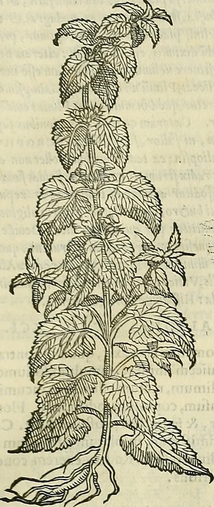 An illustration from Petri Andreae Matthioli Senensis serenissimi Principis Ferdinandi Archiducis Austriae & c., Medici, Commentarii secundo aucti : in libros sex Pedacii Dioscoridis Anazarbei de medica materia. Adiectis quàm plurimis plantarum, & animalium imaginibus quae in priore editione non habentur, eodem authore : his accessit eiusdem apologia adversus Amathum Lusitanum cum censura in eiusdem enarrationes, 1558, leaf 658