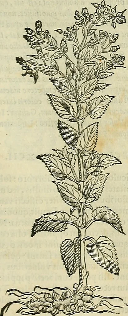 An illustration from Petri Andreae Matthioli Senensis serenissimi Principis Ferdinandi Archiducis Austriae & c., Medici, Commentarii secundo aucti : in libros sex Pedacii Dioscoridis Anazarbei de medica materia. Adiectis quàm plurimis plantarum, & animalium imaginibus quae in priore editione non habentur, eodem authore : his accessit eiusdem apologia adversus Amathum Lusitanum cum censura in eiusdem enarrationes, 1558, leaf 658