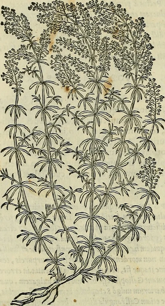 An illustration from Petri Andreae Matthioli Senensis serenissimi Principis Ferdinandi Archiducis Austriae & c., Medici, Commentarii secundo aucti : in libros sex Pedacii Dioscoridis Anazarbei de medica materia. Adiectis quàm plurimis plantarum, & animalium imaginibus quae in priore editione non habentur, eodem authore : his accessit eiusdem apologia adversus Amathum Lusitanum cum censura in eiusdem enarrationes, 1558, leaf 659