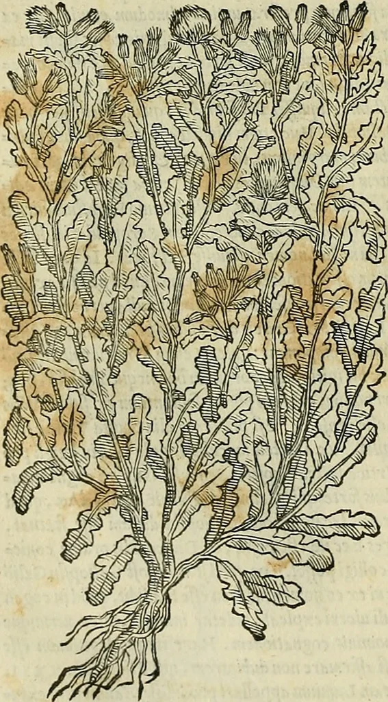 An illustration from Petri Andreae Matthioli Senensis serenissimi Principis Ferdinandi Archiducis Austriae & c., Medici, Commentarii secundo aucti : in libros sex Pedacii Dioscoridis Anazarbei de medica materia. Adiectis quàm plurimis plantarum, & animalium imaginibus quae in priore editione non habentur, eodem authore : his accessit eiusdem apologia adversus Amathum Lusitanum cum censura in eiusdem enarrationes, 1558, leaf 659