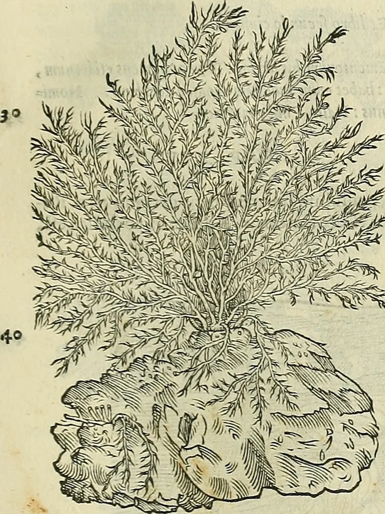 An illustration from Petri Andreae Matthioli Senensis serenissimi Principis Ferdinandi Archiducis Austriae & c., Medici, Commentarii secundo aucti : in libros sex Pedacii Dioscoridis Anazarbei de medica materia. Adiectis quàm plurimis plantarum, & animalium imaginibus quae in priore editione non habentur, eodem authore : his accessit eiusdem apologia adversus Amathum Lusitanum cum censura in eiusdem enarrationes, 1558, leaf 660