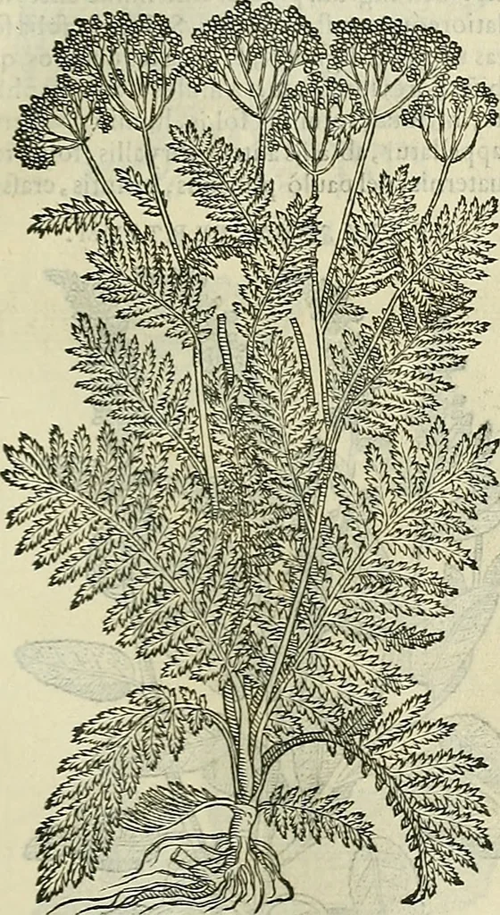 An illustration from Petri Andreae Matthioli Senensis serenissimi Principis Ferdinandi Archiducis Austriae & c., Medici, Commentarii secundo aucti : in libros sex Pedacii Dioscoridis Anazarbei de medica materia. Adiectis quàm plurimis plantarum, & animalium imaginibus quae in priore editione non habentur, eodem authore : his accessit eiusdem apologia adversus Amathum Lusitanum cum censura in eiusdem enarrationes, 1558, leaf 662