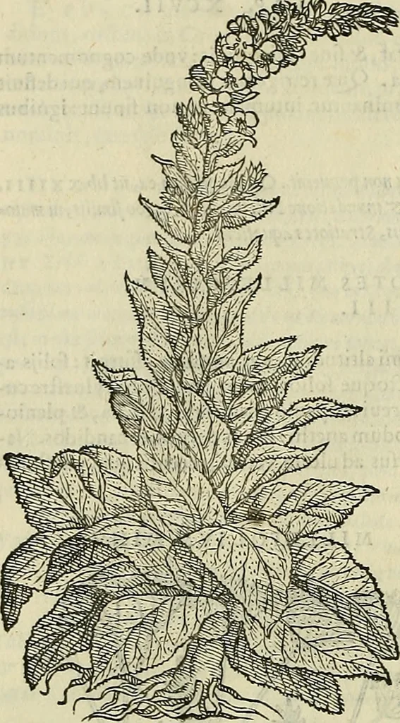 An illustration from Petri Andreae Matthioli Senensis serenissimi Principis Ferdinandi Archiducis Austriae & c., Medici, Commentarii secundo aucti : in libros sex Pedacii Dioscoridis Anazarbei de medica materia. Adiectis quàm plurimis plantarum, & animalium imaginibus quae in priore editione non habentur, eodem authore : his accessit eiusdem apologia adversus Amathum Lusitanum cum censura in eiusdem enarrationes, 1558, leaf 663