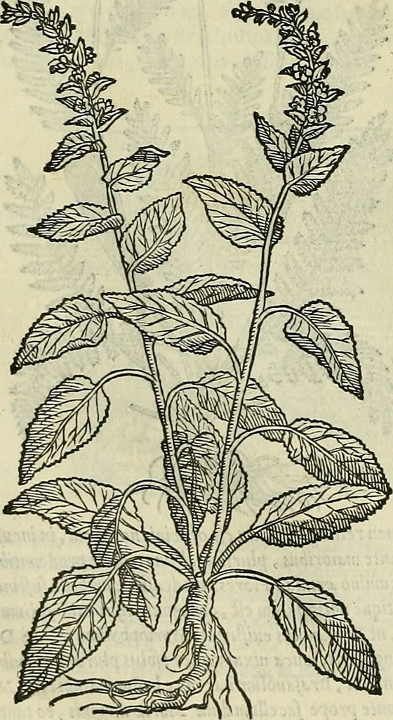 An illustration from Petri Andreae Matthioli Senensis serenissimi Principis Ferdinandi Archiducis Austriae & c., Medici, Commentarii secundo aucti : in libros sex Pedacii Dioscoridis Anazarbei de medica materia. Adiectis quàm plurimis plantarum, & animalium imaginibus quae in priore editione non habentur, eodem authore : his accessit eiusdem apologia adversus Amathum Lusitanum cum censura in eiusdem enarrationes, 1558, leaf 663
