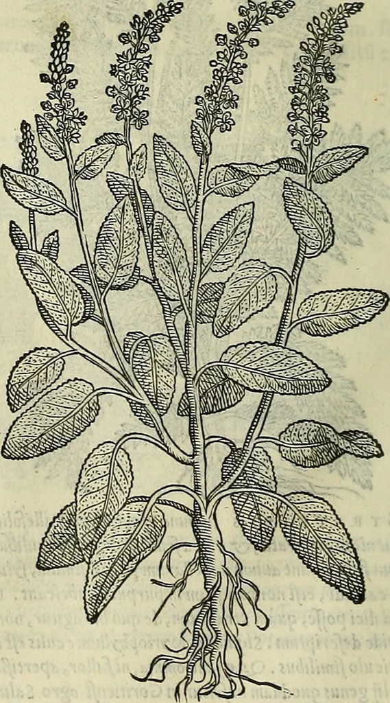 An illustration from Petri Andreae Matthioli Senensis serenissimi Principis Ferdinandi Archiducis Austriae & c., Medici, Commentarii secundo aucti : in libros sex Pedacii Dioscoridis Anazarbei de medica materia. Adiectis quàm plurimis plantarum, & animalium imaginibus quae in priore editione non habentur, eodem authore : his accessit eiusdem apologia adversus Amathum Lusitanum cum censura in eiusdem enarrationes, 1558, leaf 663