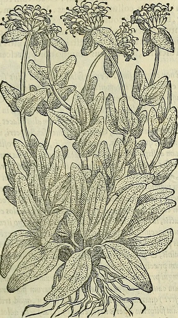 An illustration from Petri Andreae Matthioli Senensis serenissimi Principis Ferdinandi Archiducis Austriae & c., Medici, Commentarii secundo aucti : in libros sex Pedacii Dioscoridis Anazarbei de medica materia. Adiectis quàm plurimis plantarum, & animalium imaginibus quae in priore editione non habentur, eodem authore : his accessit eiusdem apologia adversus Amathum Lusitanum cum censura in eiusdem enarrationes, 1558, leaf 664